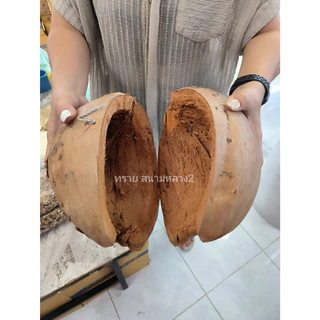 ลูกมะพร้าว (เปิดตรงกลางได้) บ้านนกหงส์หยก ชูการ์ไกรเดอร์ กระรอก