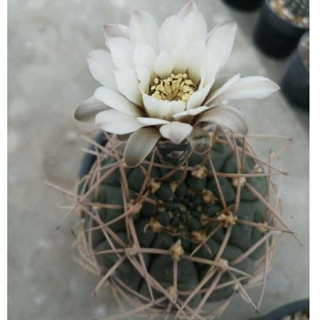 🌵💥เมล็ดยิมโนอ๊อคโซ💥🌵 Gymnocalycium ochoterenae 50 เมล็ด  เมล็ดกระบองเพชร เมล็ดแคคตัส