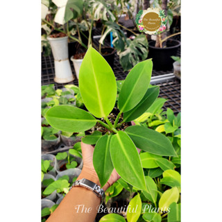 ฟิโลเดนดรอน กุมารเรียกทรัพย์#Philodendron sp.Moonlight