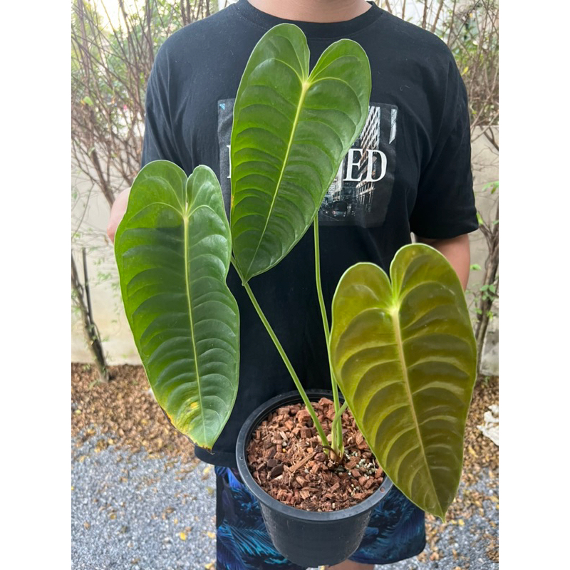 Anthurium veitchii (king)