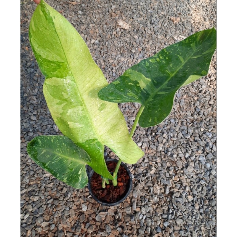 Jose buono (จอส บรูโน่)