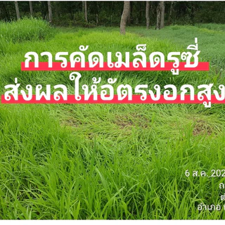 #เมล็ดหญ้ารูซี่ 1kg. พร้อมปลูกเดือน ม.ค.ปี69 #รูซี่เลี้ยงวัว #หญ้ารูซี่ #ruzigrass #เกรียงศักดิ์พันธุ์หญ้าสกลนคร