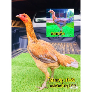 ไข่เชื้อ สายพันธุ์เปรูเลือดร้อย  ไก่ชนติดมีดชน แข้งรัวๆ