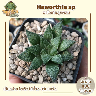 ฮาโวเทีย Haworthia SP ไม้ในกระถาง2" (ส่งแบบล้างราก)