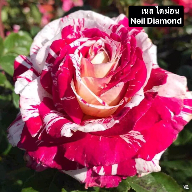 กุหลาบ-เนลไดม่อน “Neil Diamond”  ดอกลาย สีชมพูเข้มเกือบแดงกำมะหยี่สลับขาว กลิ่นหอมแรง ดอกดก เลี้ยงง่าย