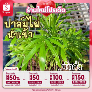 🎉เหลือ 27.- กรอกโค้ดDET50FEB ] ต้นปาล์มไผ่นำเข้า USA 🇺🇸(Chamaedorea seifrizii Burret.) ดูสารพิษ ต้นไม้ฟอกอากาศ ต้นไม้มงค