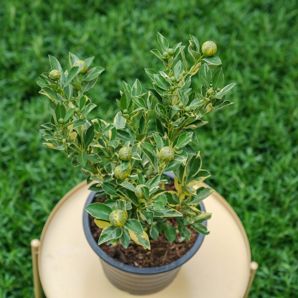 Treeno.9 T433 ส้มจี๊ดด่าง พร้อมผลส้ม - ไม้มงคล (kumquat) ต้นใหญ่ กระถาง 10 นิ้ว / สูง 40-50 ซม. / ไม้ประดับ ผลไม้