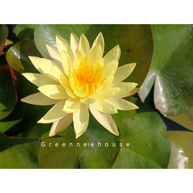 บัวฝรั่งชื่อปิ่นวารีเหลืองสวย( ร้านโค๊ทคุ้ม+แลกเหรียญ)  Waterlily(หรือเหลืองบางพระ) ดอกสวยให้ดอกตลอดปี