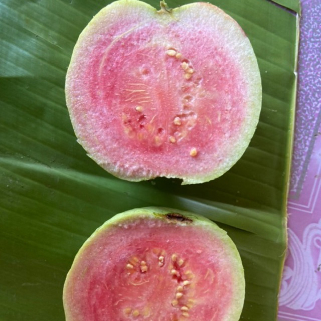 ฝรั่งใต้หวั่น หงส์เปาสือ+เฟินหงส์มี่ไส้แดง 1 กิโล ขั้นต่ำ2กิโล สดๆจากสวน เจ้าของขายเอง