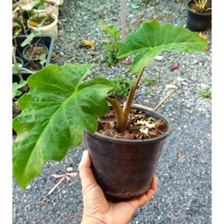 อโลคาเซีย โล ไรเดอร์  (Alocasia low rider) กระถาง 6 นิ้ว