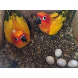 💥ไข่เชื้อนกแก้วหลากหลายสายพันธุ์ 🦜ไข่มีเชื้อ💯% ✅รับประกันการจัดส่งทุกออเดอร์