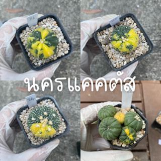 แอสโตรด่าง แอสโตร กระบอกเพรช ด่าง ไม้เมล็ด แอสโตรไฟตัมด่าง