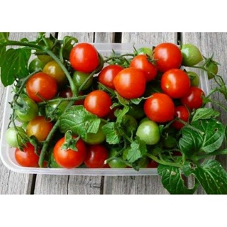 เมล็ดพันธุ์มะเขือเทศเชอร์รี่ สวีท เชลซี (Sweet Chelsea Cherry Tomato Seed) บรรจุ 25 เมล็ด ของแท้ คุณภาพดี ราคาถูก นำเข้า