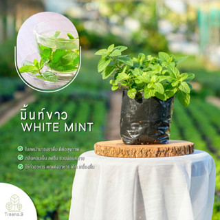 Treeno.9 T229 ไวท์มิ้นท์ Whitemint ส่งแบบ ถุงดำ 6 นิ้ว กลิ่นหอม ใบสวย ก้านขาว ใช้ปรุงและประดับอาหาร  !ราคาสุดพิเศษ!