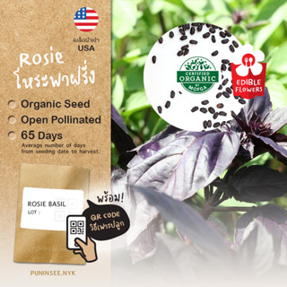 เมล็ดสมุนไพรนำเข้า เบซิล ใบแดง โหระพาฝรั่ง Rosie Basil (Organic Seed) Herb โหระพาอิตาเลียน