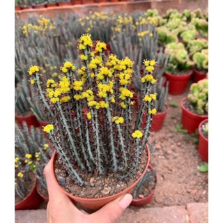 ยูโฟเบียฟ้า Euphorbia Aeruginosa กระถาง 2 นิ้ว