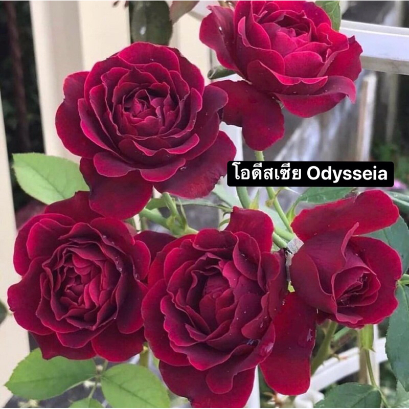 กุหลาบ-โอดีสเซีย ”Odysseia“  สีไวน์แดง หอมมาก เลี้ยงง่าย