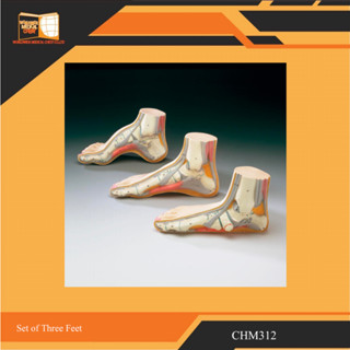 Set of Three Feet CHM312