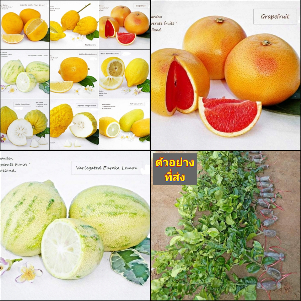 (1กิ่งตอน) กิ่งตอน มี 9 สายพันธุ์ เลมอน เลม่อน มะนาว เมเยอร์ meyer zest Grapefruit Variegated Eureka