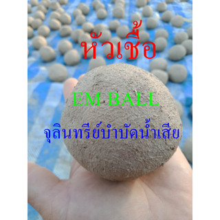 em ball ช่วยแก้ปัญหาน้ำเน่า ลดกลิ่น ในคอกสัตว์ หรือส้วมเต็มไว ช่วยย่อยสลายซากพืชซากัตว์ในบ่อกุ้ง บ่อปลา เพิ่มอาหารในน้ำ