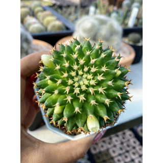 แคคตัส แมม บรู mammillaria camptotricha cv. Bru cactus ไม้เมล็ด