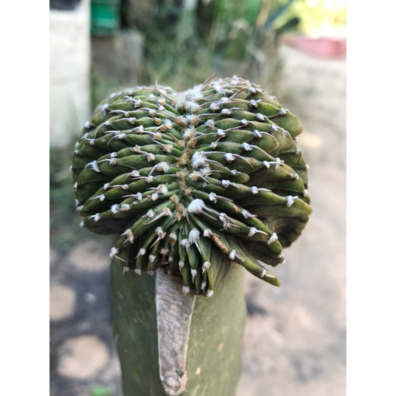 ไม้กราฟLB2178คริสตาต้าราคาเบาๆ