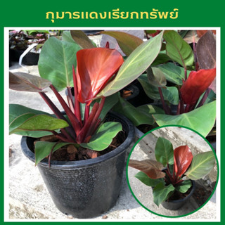 ต้นกุมารแดงเรียกทรัพย์ ฟิโลเดนดรอนเชอรี่เรด philodendron  cherry red ไม้มงคลเรียกทรัพย์ ส่งเป้นต้นพร้อมกระถาง