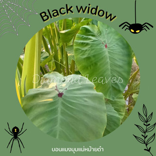 โคโลคาเซียแบล็กวิโดว์🔥5ต้น45🔥Colocasia Black Widow ส่งแบบห่อตุ้มตัดใบ มีรากแล้วแข็งแรง