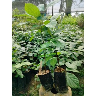 ไม้เเดง🌱ไม้เศรษฐกิจ🌱