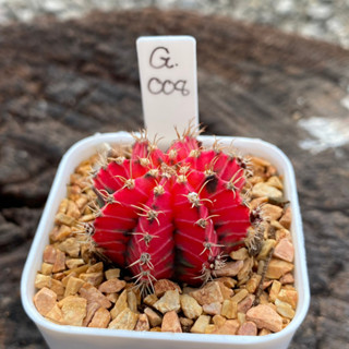 ยิมโนด่าง GYmno variagata seedings ขนาดกระถาง 3 นิ้ว (จัดส่งทั้งกระถาง) กระบองเพชร Cactus ต้นไม้สวยงาม