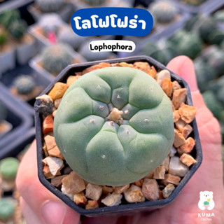 💚 โลโฟโฟร่า 🪴 Lophophora 🌸🌸-- แคคตัส กระบองเพชร ไม้อวบน้ำ