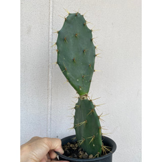 โอพันเทียทูน่า Opuntia tuna