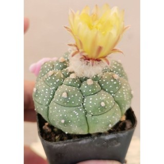 แอ​สโตร​ไ​ฟตั้​ม​ กิ๊กโ​กะ. ​เต่า #แคสตัส castus​ astrophytum แอสโตร แอสโตร​ไ​ฟตั้​ม แอสโตรไฟตัม กระบองเพชร แอสโตรวี