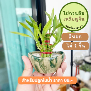 รวม ไผ่กวนอิม พร้อม กระถาง ((ปลูกในน้ำ)) เสริมฮวงจุ้ยบ้าน ต้นไผ่กวนอิม ไม้มงคลประดับโต๊ะทำงาน วางบนโต๊ะทำงานได้