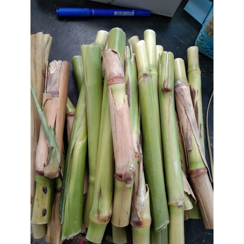 เลา ต้นเลา ท่อนพันธุ์1ชุด​20​ท่อน​100​บาท​(สำหรับ​ปลูก​ๆแบบอ้อย)​