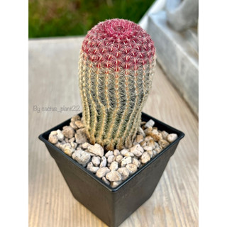 Echinocereus rigidissimus เรนโบว์