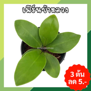 💥6 ต้น ลด 20 บาท 💥 กดสั่ง 6 ต้นได้เลยค่ะ (กระถาง) ชุดที่2 ต้นไม้มงคลจิ๋ว แถมปุ๋ยอินทรีย์ ต้นไม้มงคลโชคลาภ