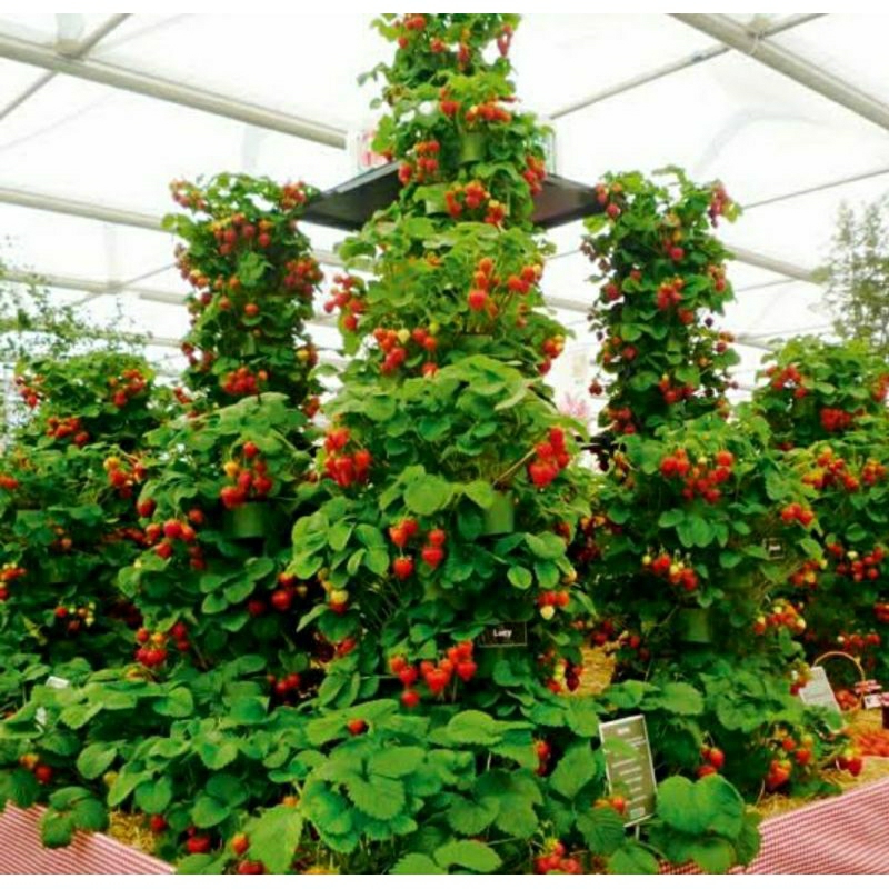 เมล็ดพันธุ์สตรอว์เบอร์รี่เลื้อย เมาท์ เอเวอร์เรส (Mount Everest Climbing Strawberry Seed) บรรจุ 50 เ