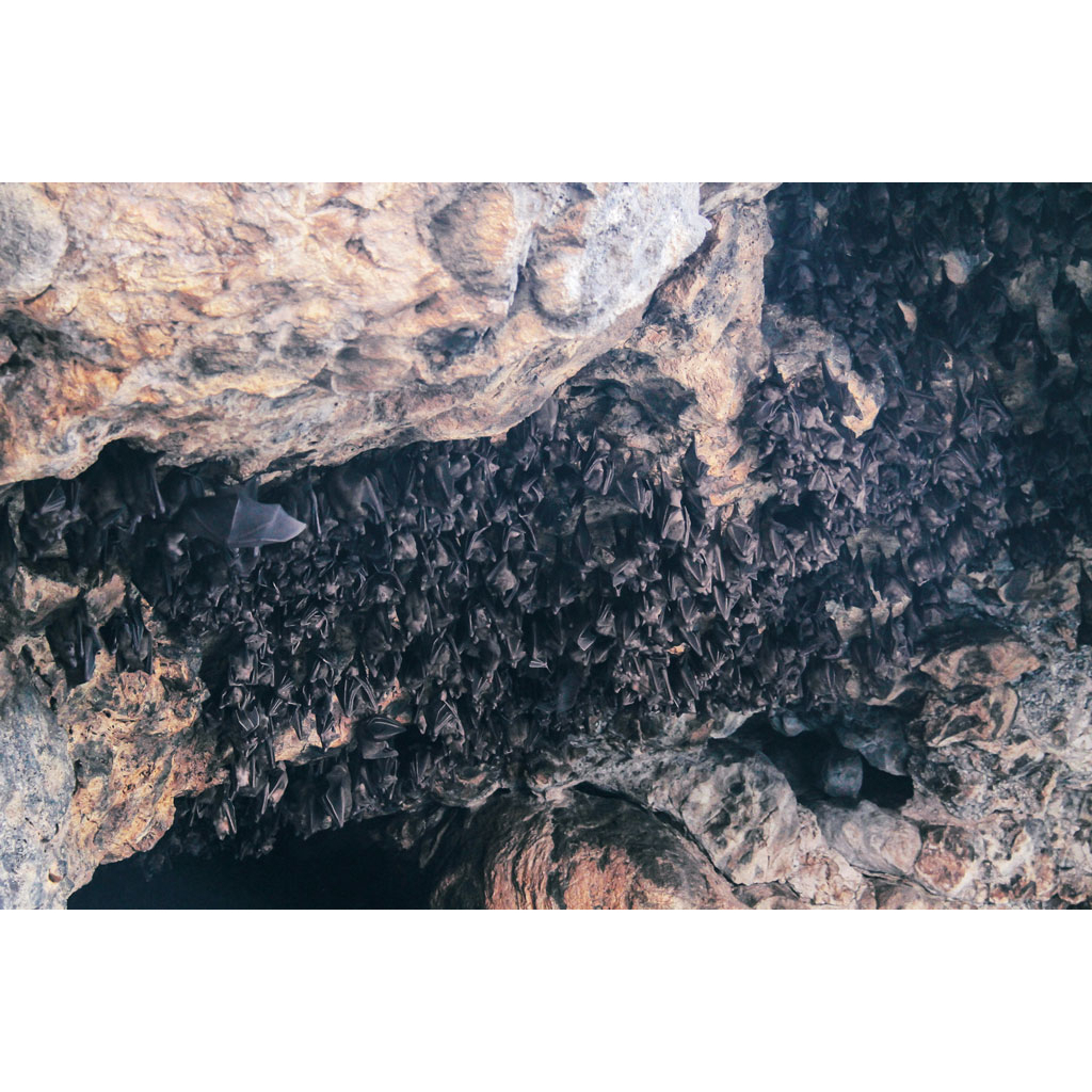 ปุ๋ย เร่งดอก มูลค้างคาวแท้100%🦇 Bat Guano(มูลเบา-มูลแห้ง-ไม่ผสมเพื่อเพิ่มน้ำหนัก)(P)High ติดดอก - รูปที่ 2