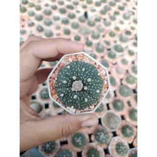 🌵#แอสโตรไฟตั้ม #แอสโตร #แอสโตรไฟตั้มแอสทีเรียส🌵🐢