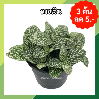 💥6 ต้น ลด 20 บาท 💥 กดสั่ง 6 ต้นได้เลยค่ะ (กระถาง) ชุดที่2 ต้นไม้มงคลจิ๋ว แถมปุ๋ยอินทรีย์ ต้นไม้มงคลโชคลาภ