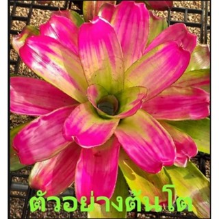 สับปะรดสี Bromeliad Neoregelia Passion Pink จำนวน 1 ต้น จัดส่งแบบถอดกระถาง ต้นไม้สวยงาม ฟอกอากาศ ต้นไม้มงคล