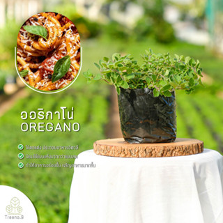 Treeno.9 T37 ออริกาโน่ (Oregano) ส่งแบบ ถุงดำ 6 นิ้ว / สูง 15-30 cm. / สมุนไพรฝรั่ง กลิ่นหอม ประโยชน์ดีต่อสุขภาพ (Herb)