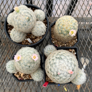 Mammillaria Plumosa Pink ขนนกขาวดอกชมพู ไม้เมล็ดอายุ 2ปี+ (ภาพ19-01-2023)