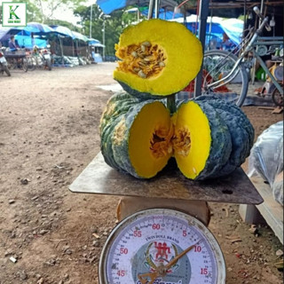 เมล็ดพันธุ์ ฟักทอง พันธุ์ ทองอำไพ 426 (Pumpkin Thong Ampai 426) 50 เมล็ดพันธุ์เมล็ดฟักทอง พันธุ์ฟักทอง ทองอําไพ ปลูกง่าย