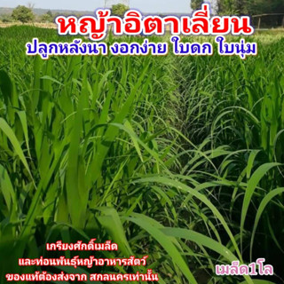 #เมล็ดหญ้าอิตาเลี่ยน 1กก. #หญ้าเซาท์แอฟริกัน  #เมล็ดพันธุ์หญ้าอิตาเลี่ยน #เกรียงศักดิ์เมล็ดและท่อนพันธุ์หญ้าอาหารสัตว์