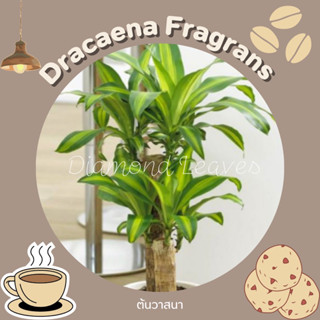 Dracaena fragrans ต้นวาสนา จัดส่งแบบห่อตุ้ม ต้นไม้แข็งแรงมาก