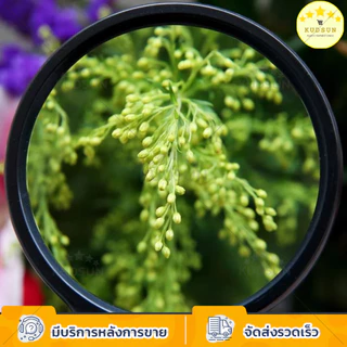KUDSUN แว่นขยาย แว่นขยายอ่านหนังสือ ส่องพระ จิวเวอร์ลี่ จุดตำหนิต่างๆ น้ำหนักเบา พกพาง่าย จับถนัดมือ