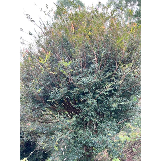 ต้นกล้าองุ่นบราซิล🍇 🌳ต้นที่ขายอายุมากกว่า5ปี สูง80ซม.ขึ้นไป 🪴องุ่นต้น หรือ ฌาบูชีกาบา 🍇