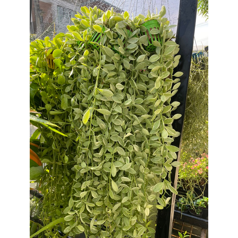 เดฟเขียว/เดฟด่าง พร้อมลวดแขวน ไม้ฟอกอากาศประจำบ้าน (มีแบบขายยกพวง10กระถางอีกโพสนะคะ)